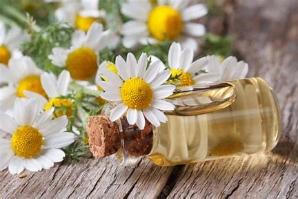 Benefits of Chamomile