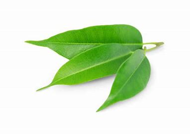 Benefits of Tea Tree