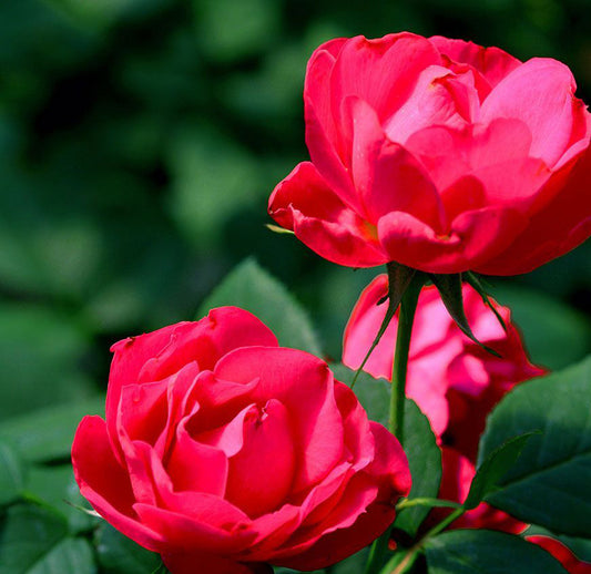 Benefits of Rose Hydrosol